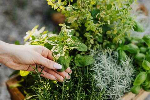 Artwork for Natural Recovery After Surgery: Blending Modern Care with Nature — Dr. Shirley Piccarreto