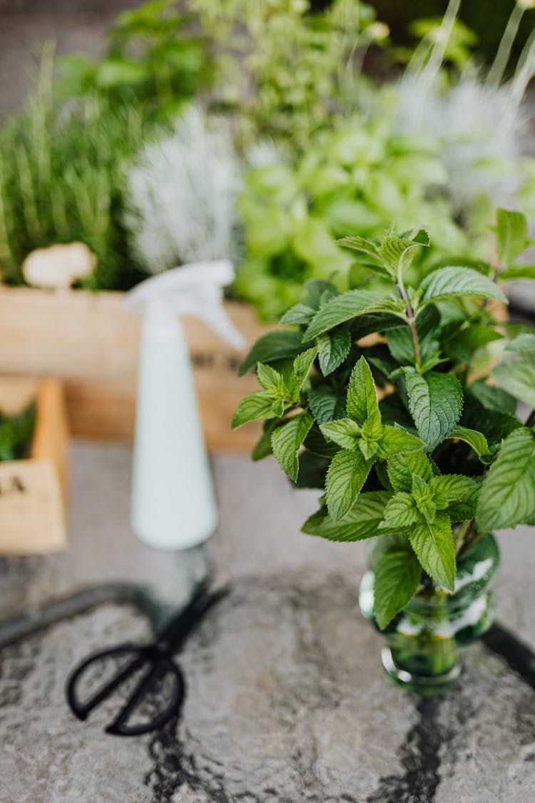 
Peppermint Plant In Clear Glass Vase On Glass Surface 