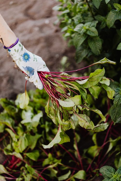 Free Hand in glove harvesting beet leaves in a garden, symbolizing organic growth. Stock Photo