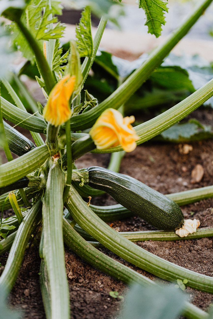 vertical zucchini growing UK small garden