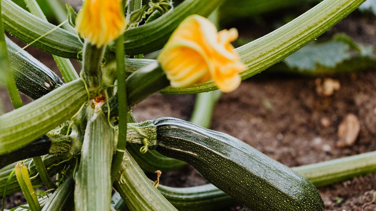 Courgettes en pot sur balcon réussir fécondation manuelle - illustration