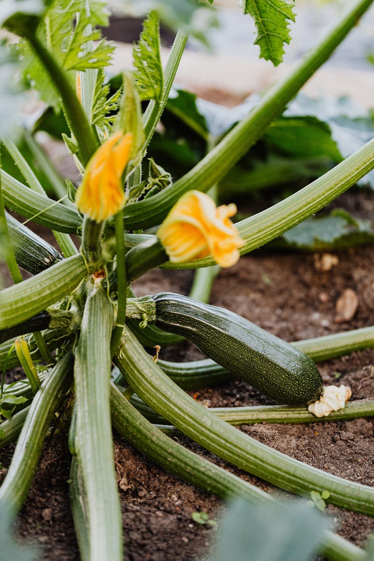 Growing Zucchini Plant On Brown Soil 