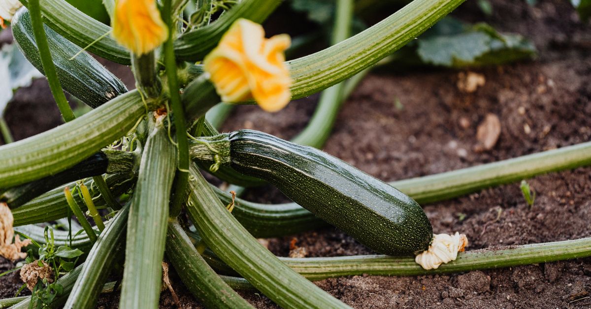 Guide Pratique pour Cultiver des Légumes de Saison
