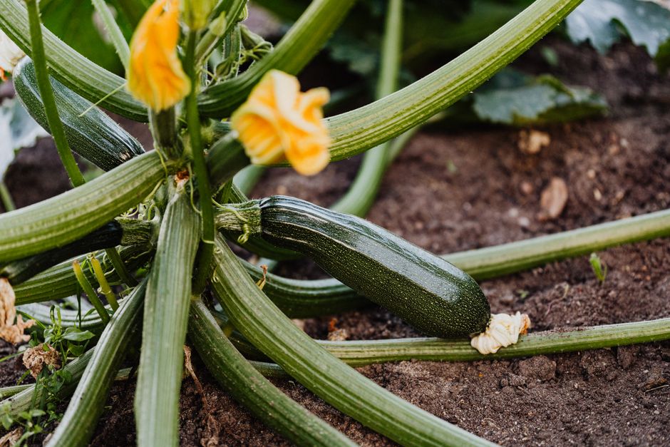 Close-up of a healthy zucchini plant with yellow blossoms growing in fresh soil.