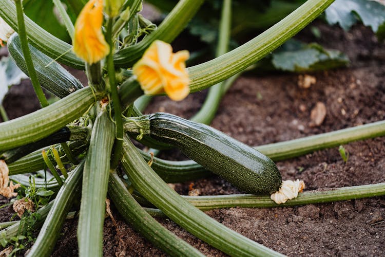 Growing Zucchini Plant With Flowers 