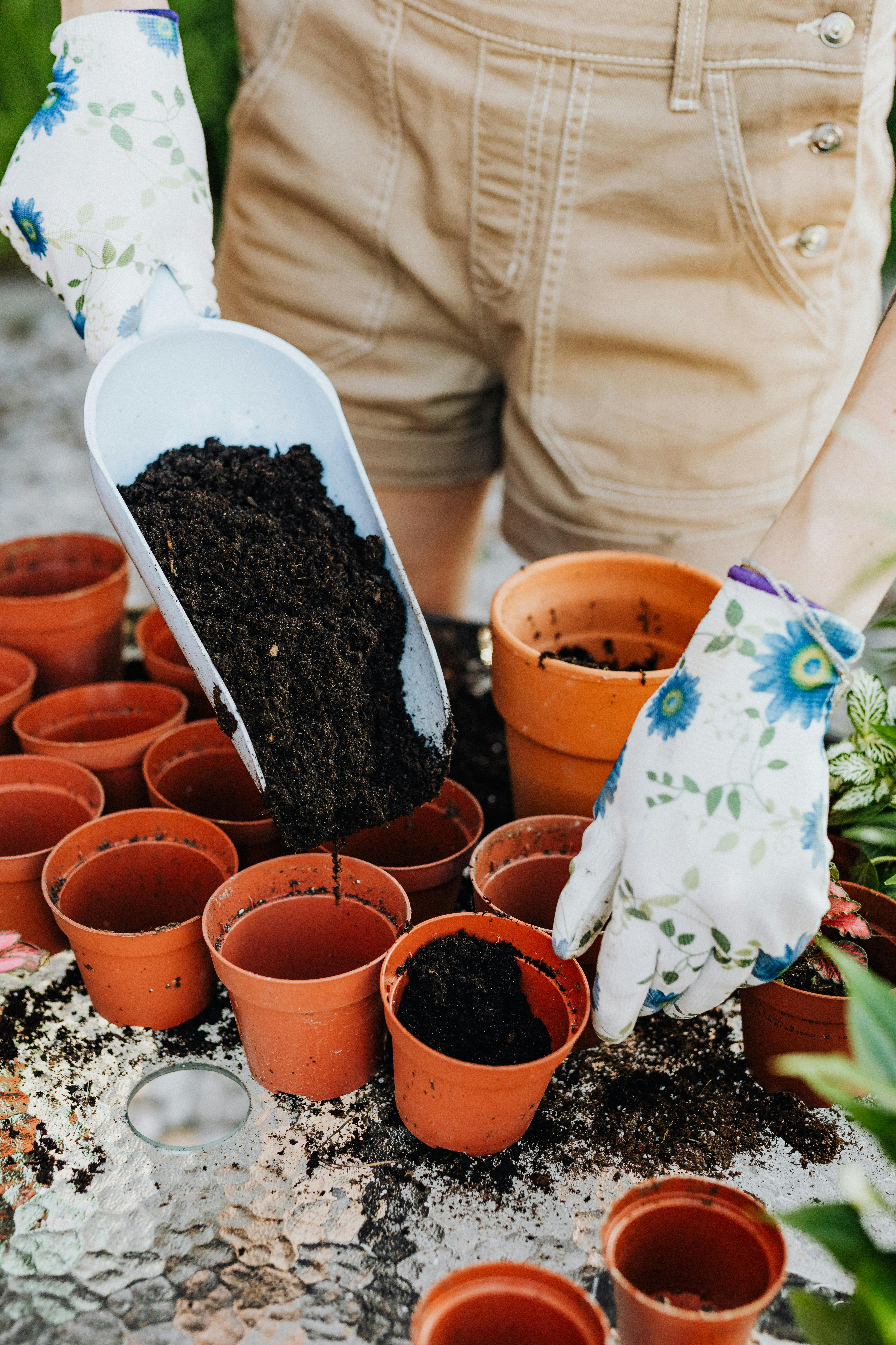 How to take care of a Crassula Ovata with the right potting soil