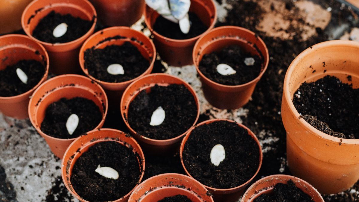Comment réussir ses semis de légumes à racines en pot pour lhiver