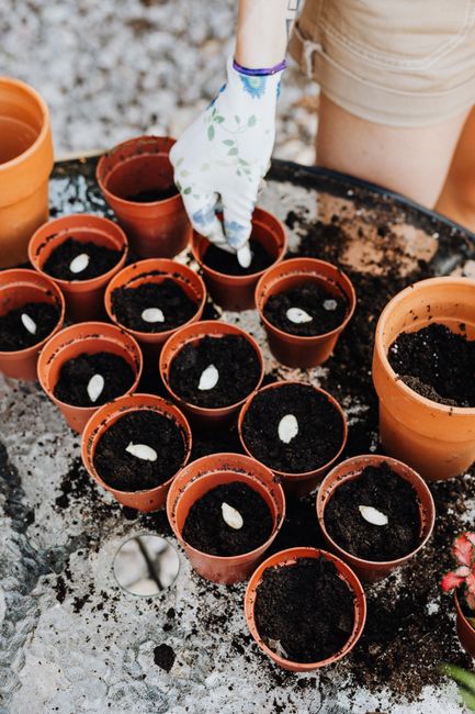 planting seeds soil