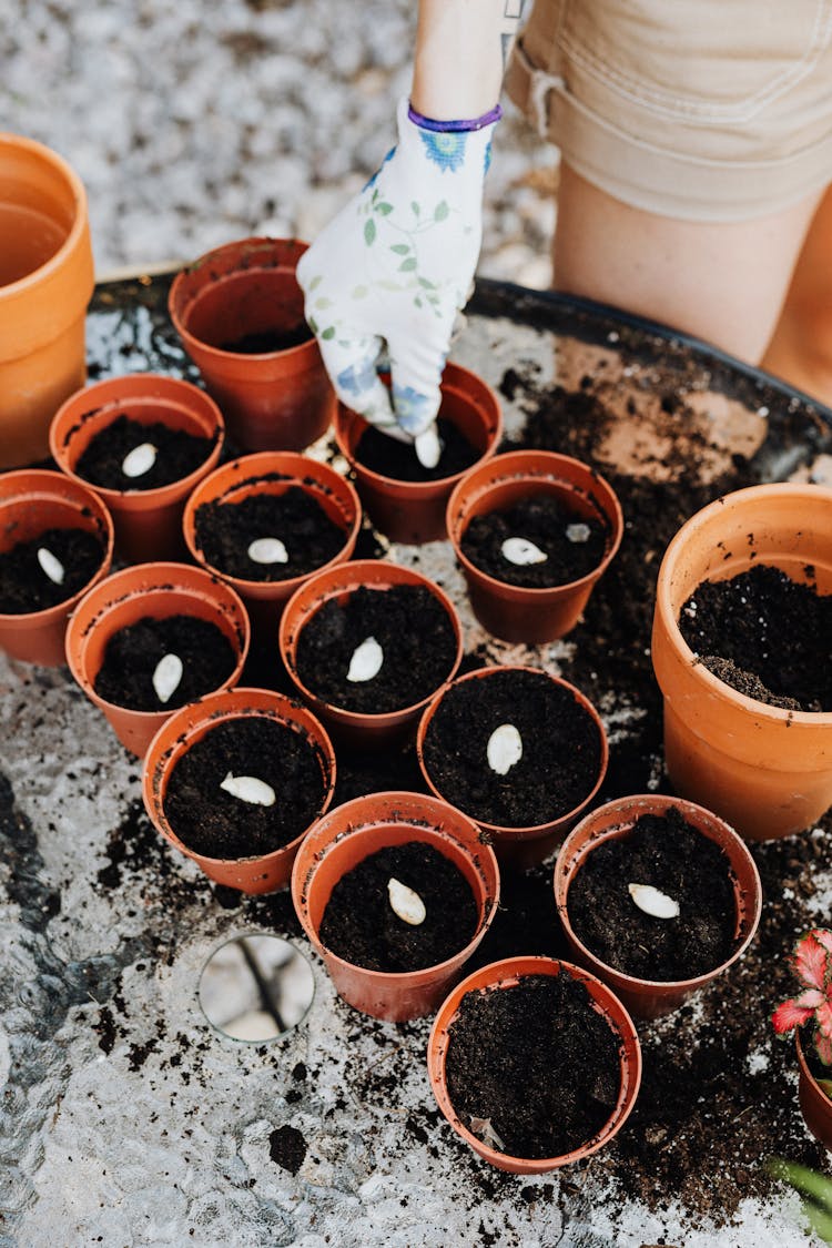 Person Putting Seeds On Brown Pots With Soil