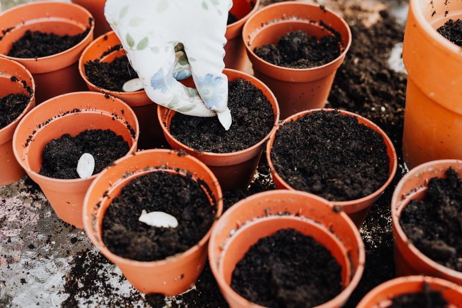 Close-up of terracotta pots being filled with organic potting mix and perlite - growing herbs in pots indoors Close-up of terracotta pots being filled with organic potting mix and perlite - growing herbs in pots indoors