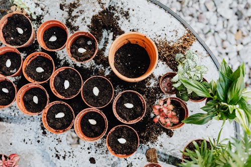 Free Brown Pots with White Seeds  Stock Photo