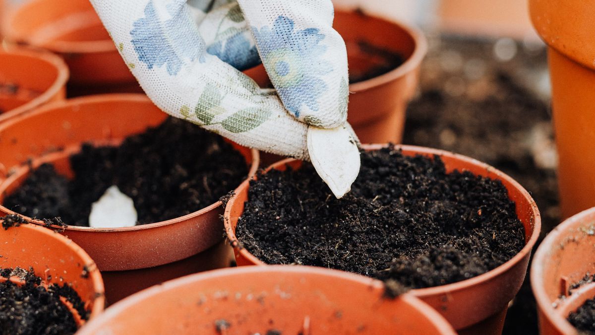 Guide des légumes à semer en octobre pour un potager réussi
