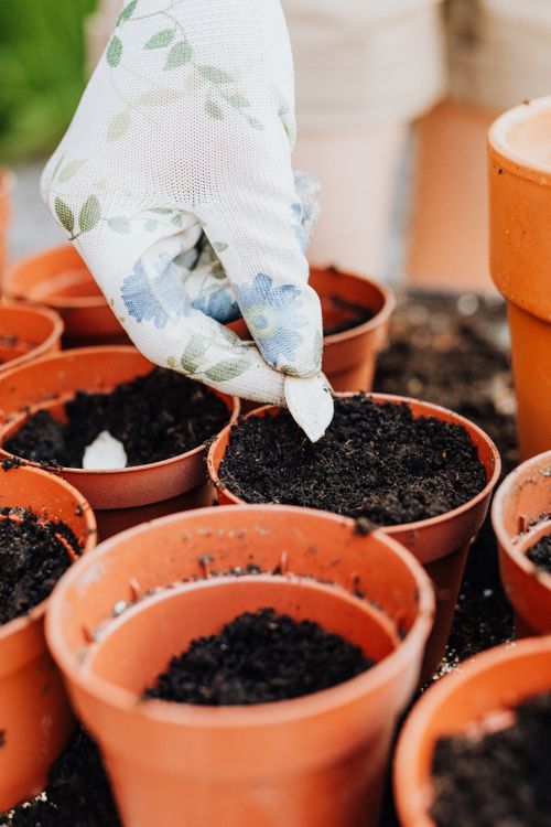 Free Close-up of a gloved hand planting seeds in pots, emphasizing gardening and soil. Stock Photo