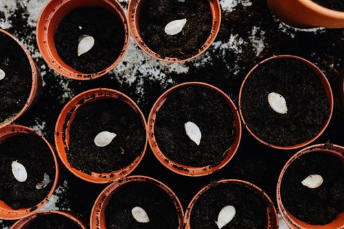 Free Close-up of seeds planted in terracotta pots, viewed from above. Stock Photo