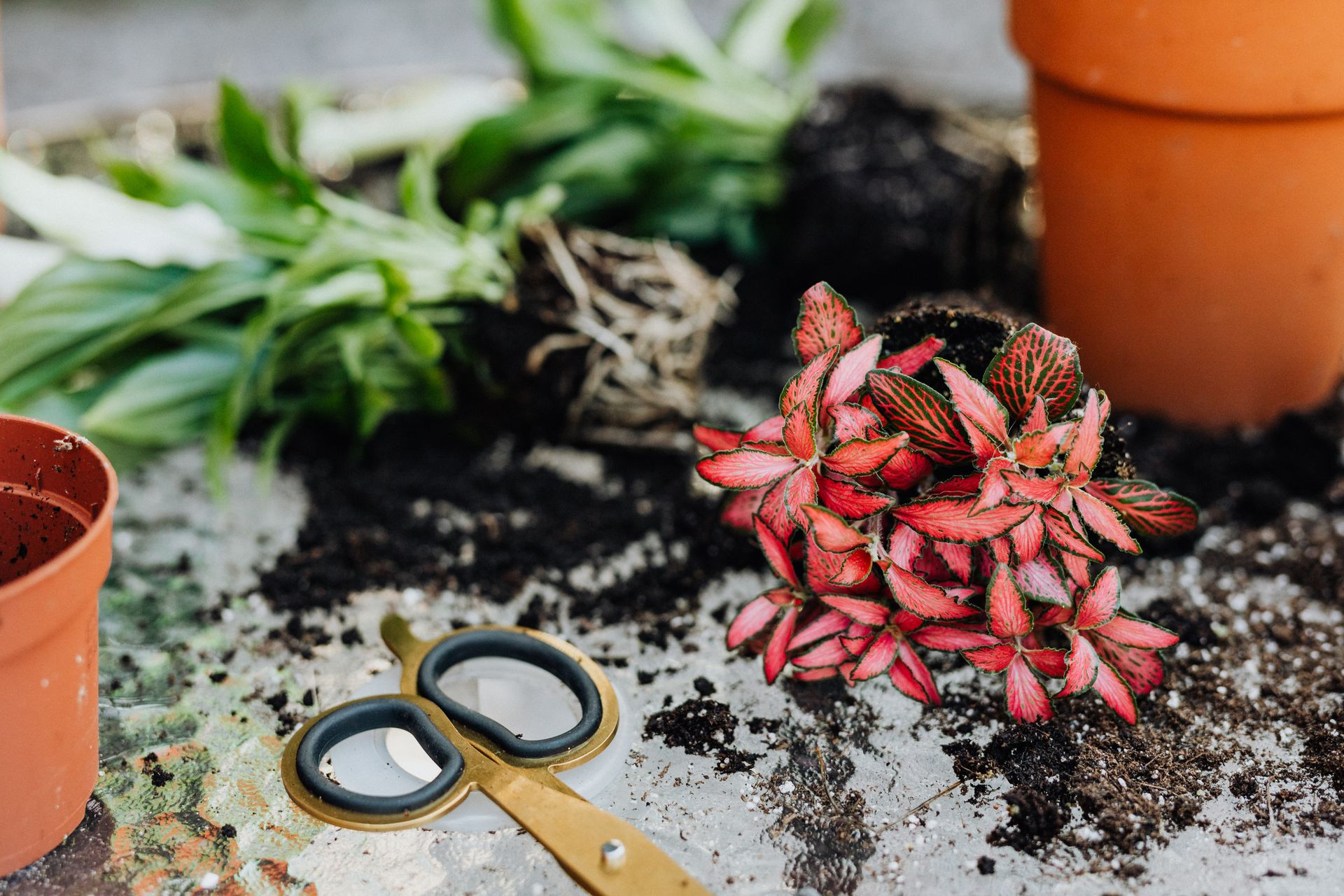 Close-up of a Fittonia plant with red leaves, surrounded by soil, pots, and scissors.
