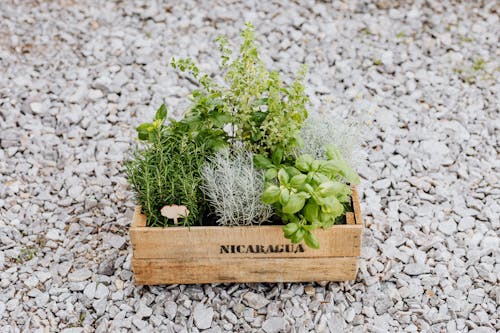 Green Plants on Brown Wooden Crate