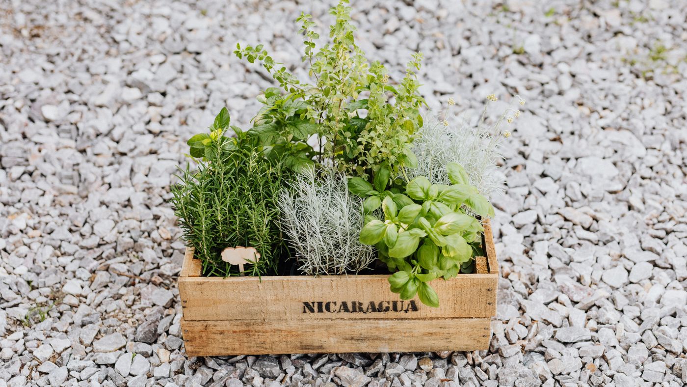 Crate of basil, rosemary and mint
