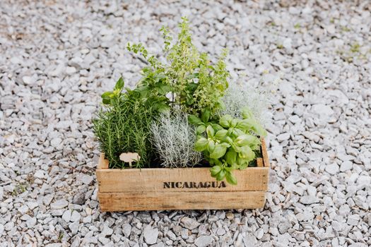 Green Plants on Brown Wooden Crate