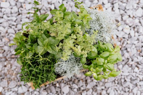 Free Top view of assorted fresh herbs including basil, rosemary, and mint in a wooden box on gravel. Stock Photo
