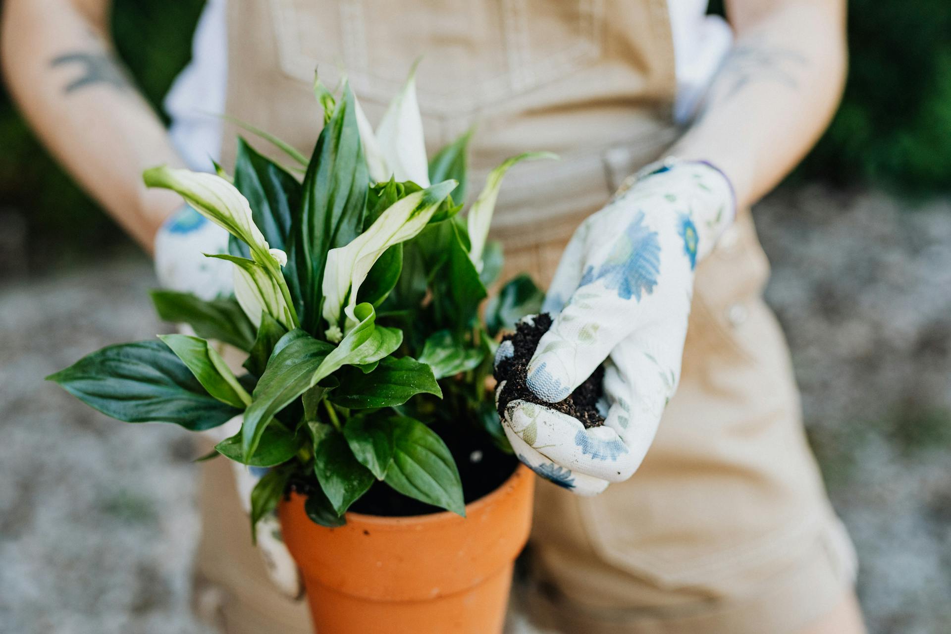 Person wearing gloves planting a peace lily in a terracotta pot outdoors.