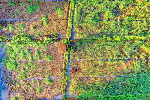 Безкоштовне стокове фото на тему «Аерофотозйомка, дерев'яний будинок, зелена трава»