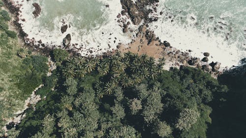 Aerial Photography of Trees Near Rocky Shore