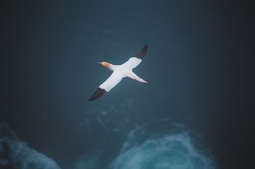 Free From above of seabird with pointed beak and tail soaring above sea in daylight Stock Photo
