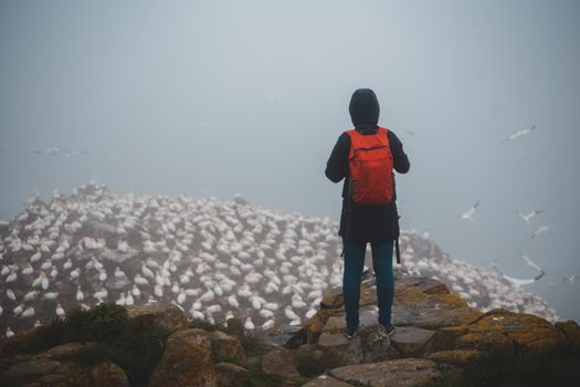 Back view of faceless traveler with rucksack admiring flock of birds on mountain under sky on foggy day