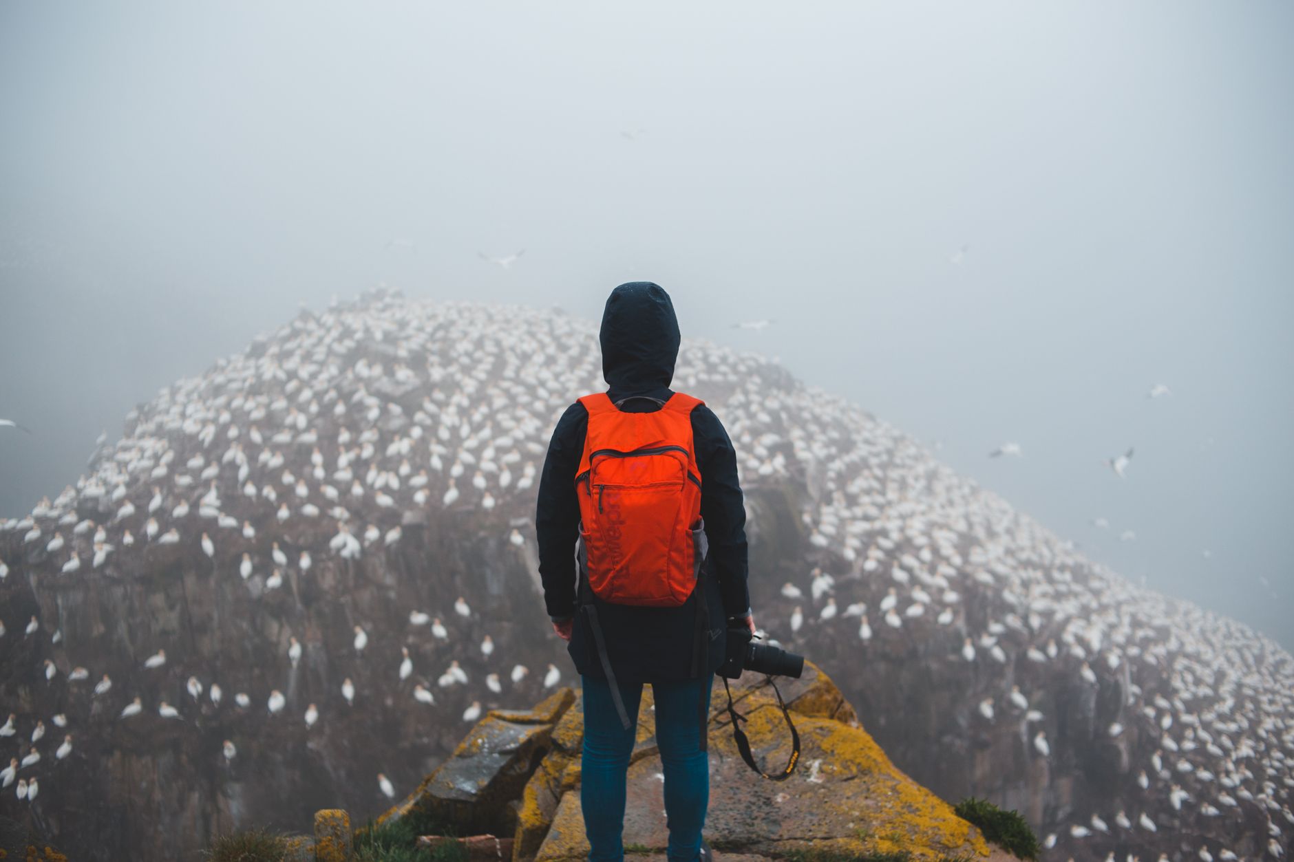 Back view of unrecognizable traveler with rucksack admiring birds on rough mountain under sky in mist