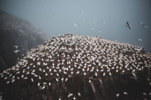 Flock of flying birds over ridge in daylight