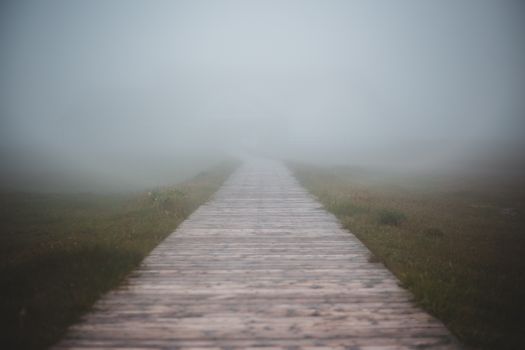 Wooden pathway going through green field