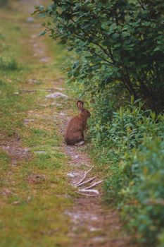rabbit photo