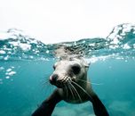 Charming wild seal baby swimming in blue clear rippling sea water during sunny day on surface