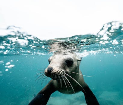 Charming wild seal baby swimming in blue clear rippling sea water during sunny day on surface