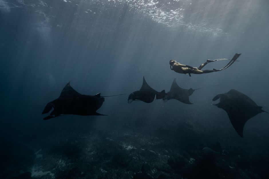Swimmers snorkeling with a giant manta ray in the clear waters of Hanifaru Bay, Maldives.