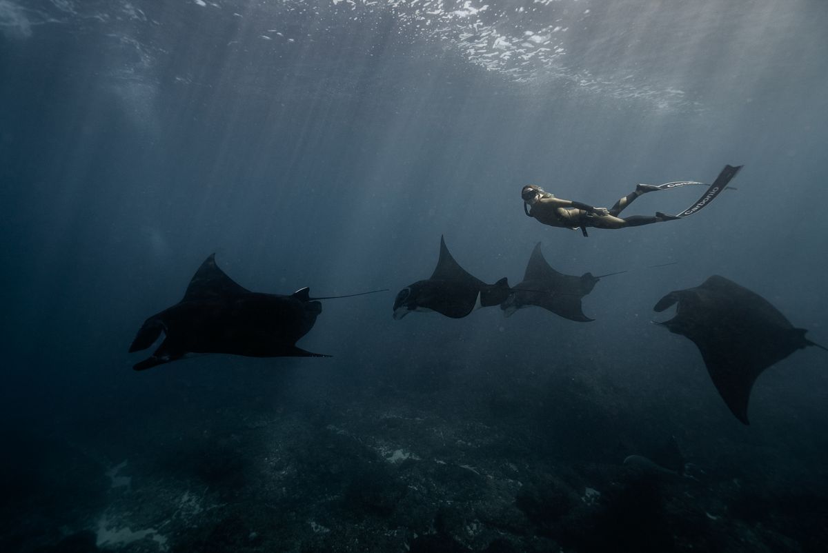 A freediver swimming alongside a line of manta rays in the blue water off Bali