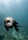 Wild brown seal swimming on rough rocky coast in blue sea under sunlights getting through water