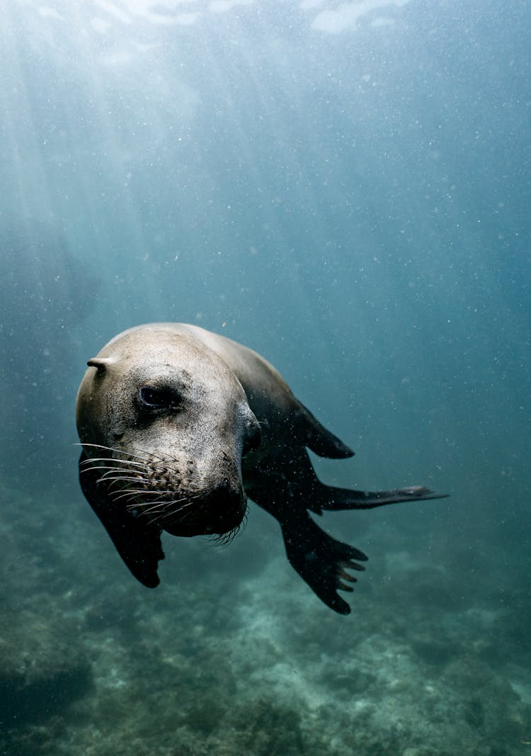 Small Cute Seal Swimming In Ocean