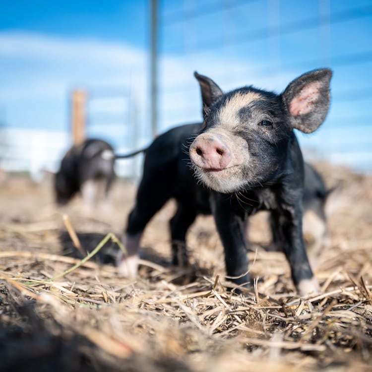 Close-Up Shot Of A Black Piglet