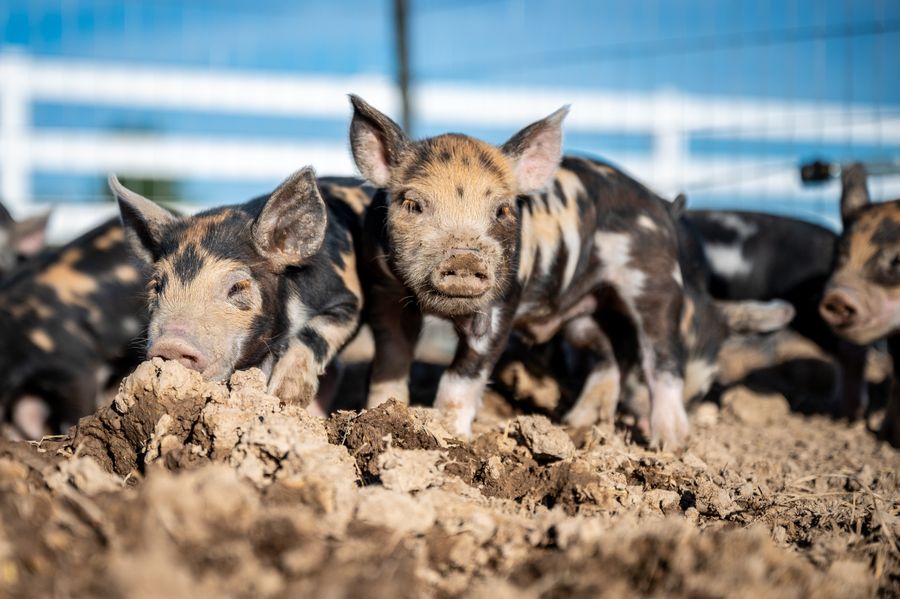 Piglets on the farm