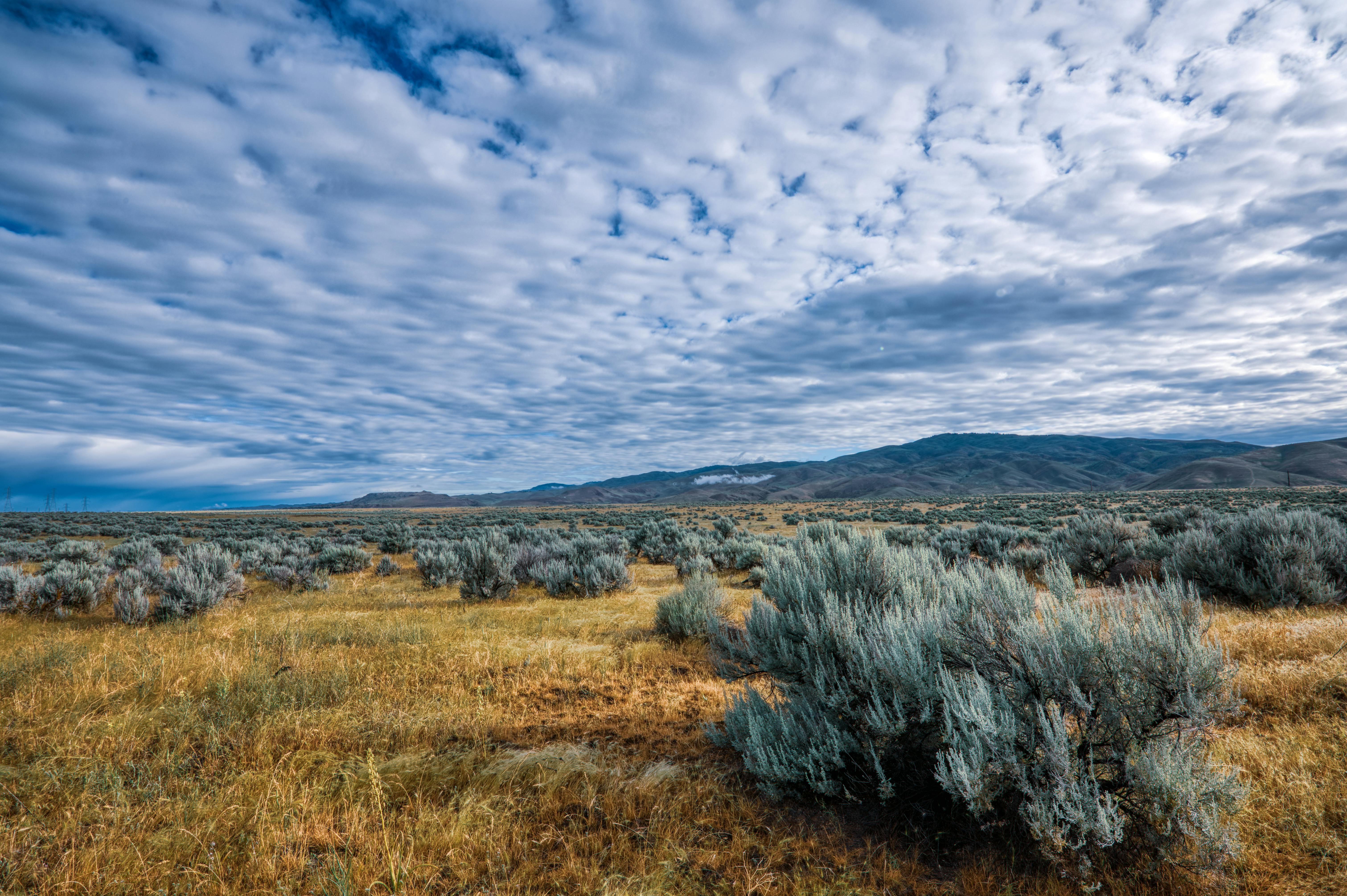 Death Valley Sage Seed Search for Conservation