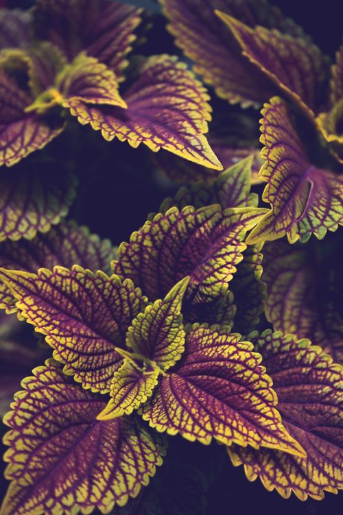 Free Top view of colorful leaves with green and purple color of plant named coleus Stock Photo