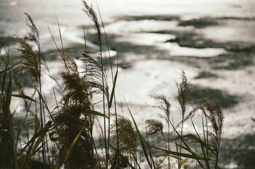 Free Serene view of tall grasses by a frozen lake, capturing winter's beauty in sunlight. Stock Photo