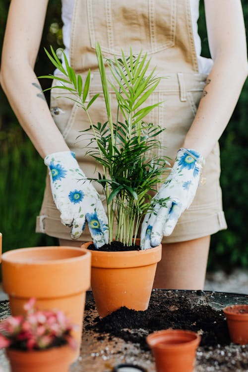 Photo of a Person Planting a Plant