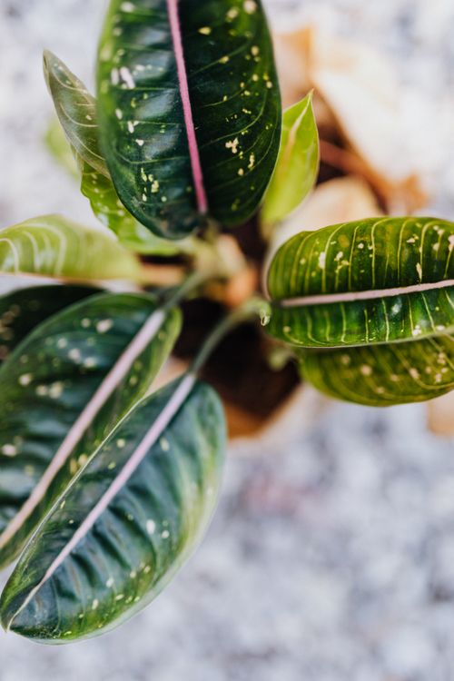 Syngonium Podophyllum