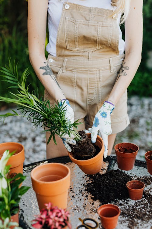 Gratis stockfoto met areca, bloempotten, fabriek