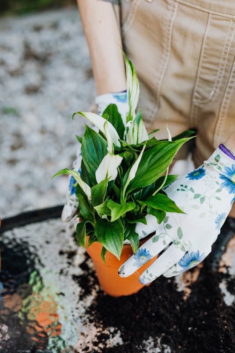 Person Holding Plant In A Pot