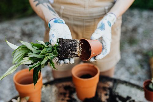 Free Hands with gloves transplanting a potted green plant, showcasing gardening skills. Stock Photo