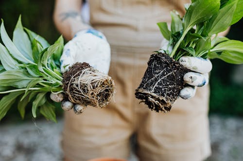 bahçe bakımı, bitkiler, eller içeren Ücretsiz stok fotoğraf