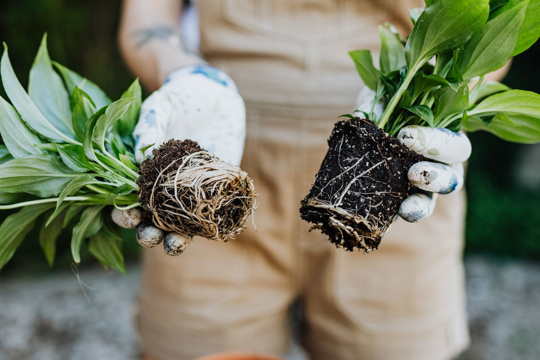 Dividing perennial roots in spring UK garden